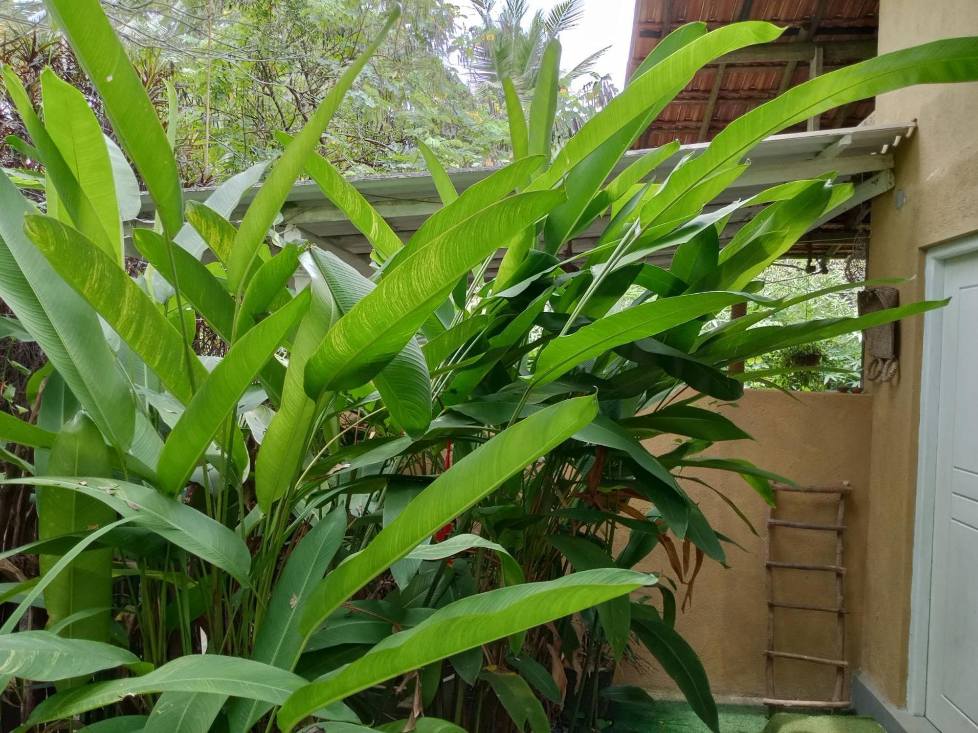 Hiriketiya Mahi Surf Apartment Dickwella Exterior photo